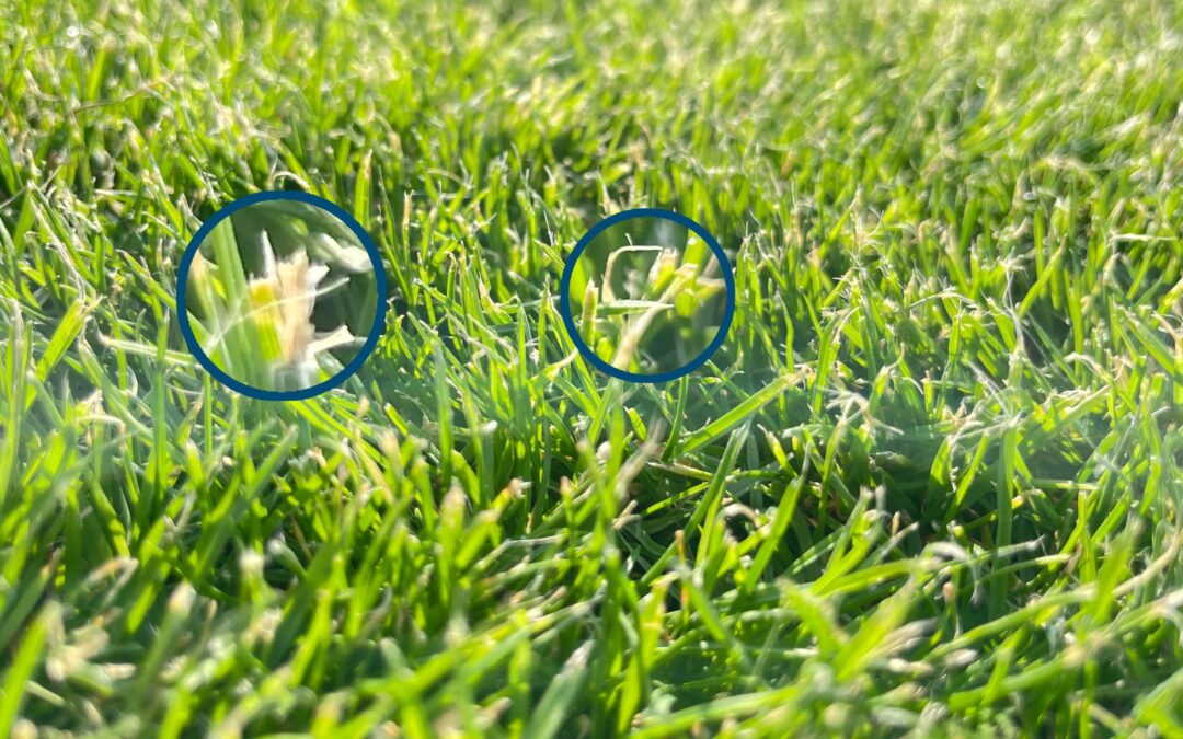 Optimale Rasenpflege: Der richtige Zeitpunkt für den Messerwechsel Ihres Mähroboters